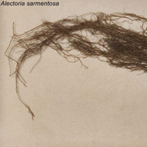 3. alectoria sarmentosa.jpg